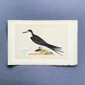 Booty Tern Lithograph